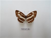 藏品(豆環蛺蝶)的圖片